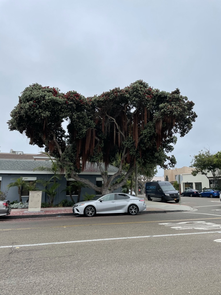 check out this cool tree